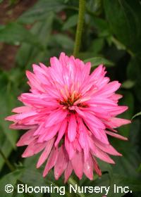 Echinacea purpurea 'Doppelganger'